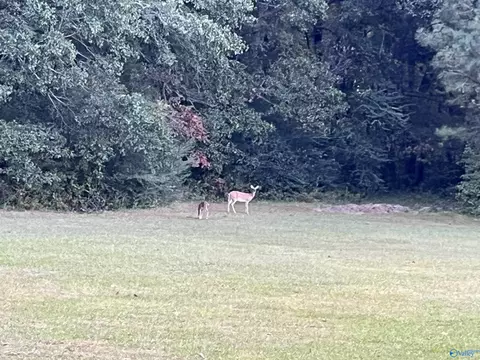 20 Ac Sierra Dr, Decatur, AL 35603