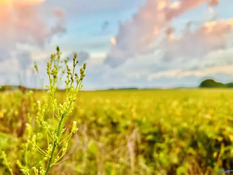15 Acres Tower St, Trinity, AL 35673