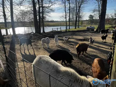 8351 County Road 38, Section, AL 35771 photo 10