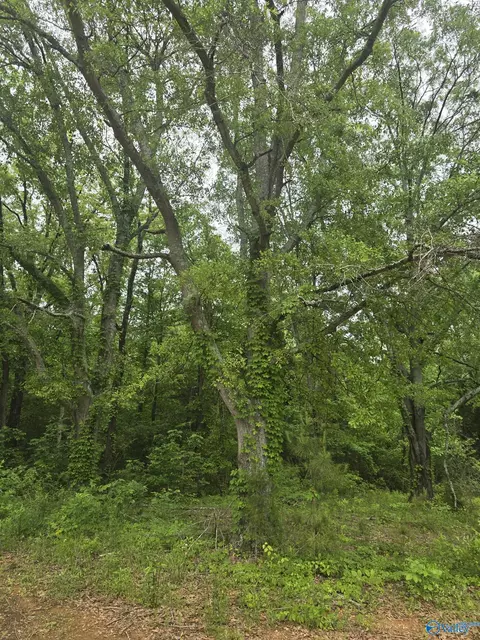 23898 County Road 460, Trinity, AL 35673 photo 3