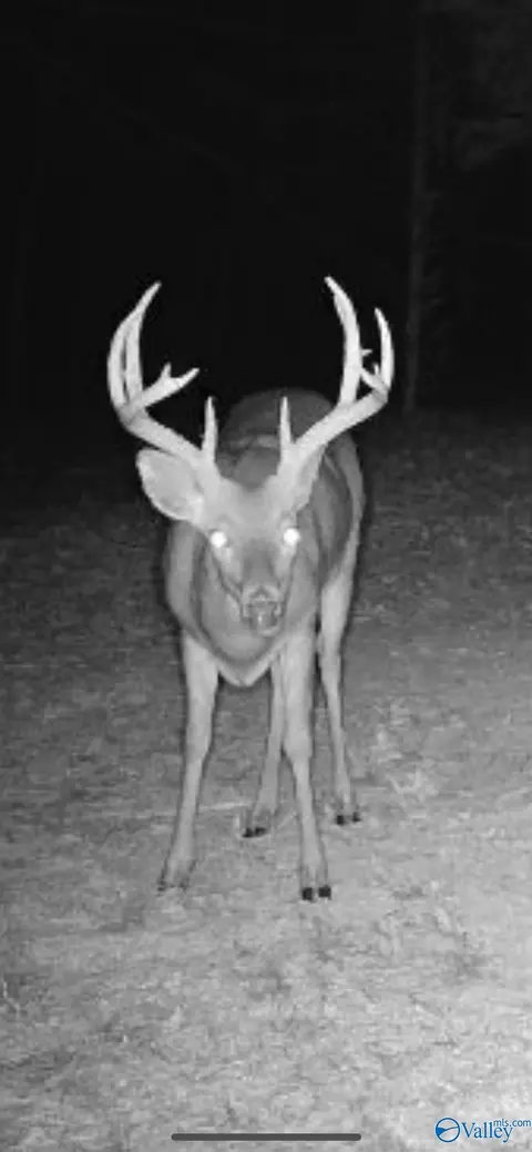Other - 237 Shadowfax Farm Rd, Grant, AL 35747 photo 15 of 15