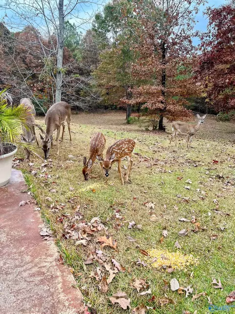 Other - 2000 Buttahatchee Dr, Hamilton, AL 35570 photo 12 of 12