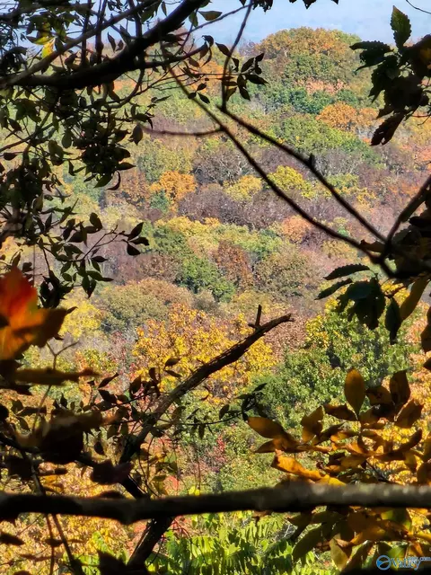 74 5 Acres County Road 9, Moulton, AL 35650
