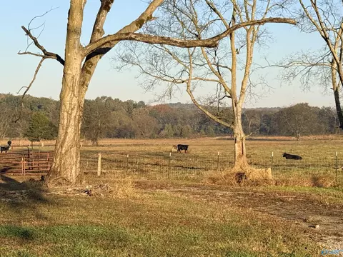53 Acres County Road 41, Danville, AL 35619