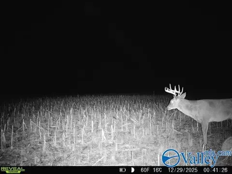 Other - 4544 County Road 44, Section, AL 35771 photo 1 of 5