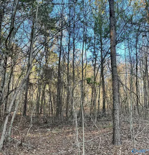 149 County Road 686, Cedar Bluff, AL 35959 photo 4