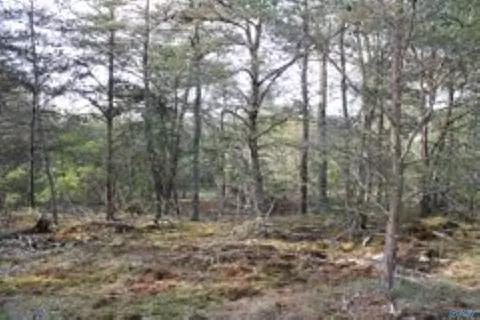 3 23 - Acres County Road 52, Cedar Bluff, AL 35983 photo 15