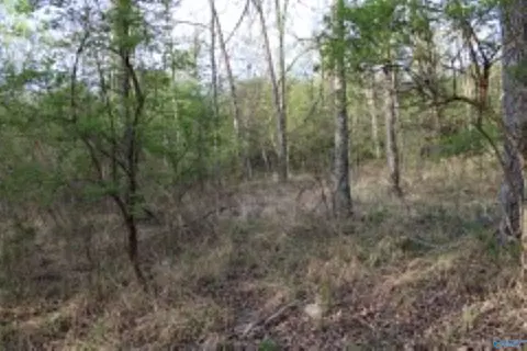 3 23 - Acres County Road 52, Cedar Bluff, AL 35983 photo 4