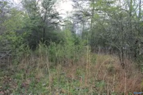 3 23 - Acres County Road 52, Cedar Bluff, AL 35983 photo 2