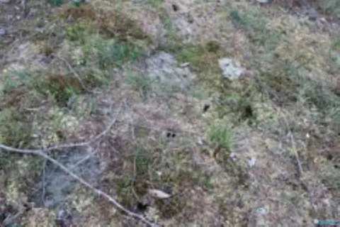 3 23 - Acres County Road 52, Cedar Bluff, AL 35983 photo 13