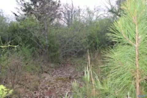 3 23 - Acres County Road 52, Cedar Bluff, AL 35983 photo 3