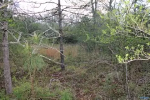 3 23 - Acres County Road 52, Cedar Bluff, AL 35983 photo 6