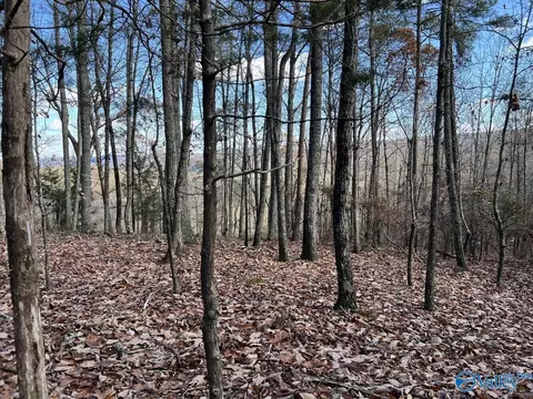 40 Acres County Road 483, Collinsville, AL 35961
