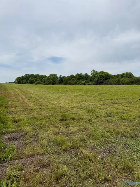15 98 Acres County Road 154, Section, AL 35771 photo 5