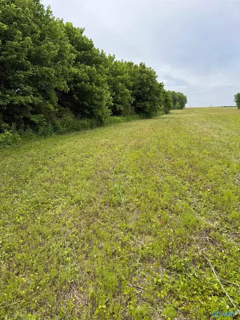 15 98 Acres County Road 154, Section, AL 35771 photo 23
