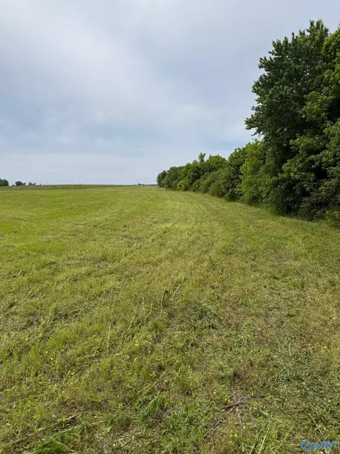 15 98 Acres County Road 154, Section, AL 35771 photo 16
