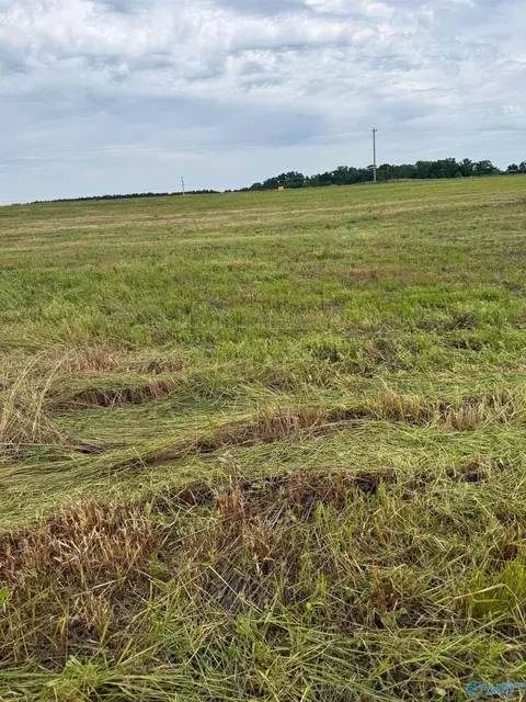 15 98 Acres County Road 154, Section, AL 35771 photo 13