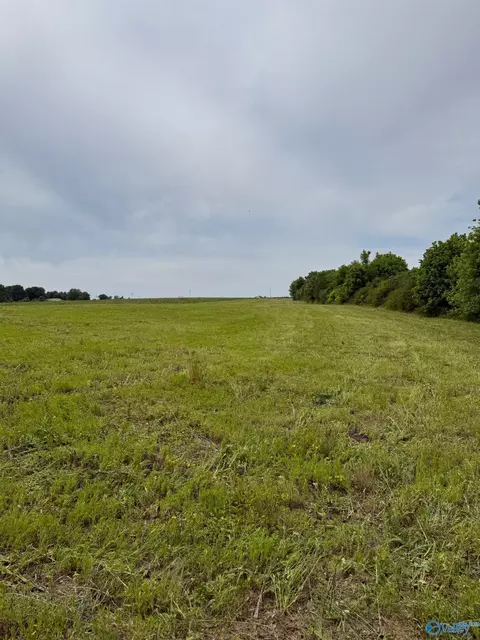 15 98 Acres County Road 154, Section, AL 35771 photo 4