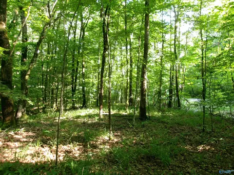 13 36 Acres County Road 531, Scottsboro, AL 35768