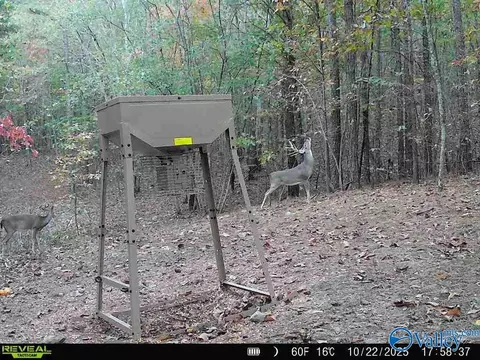 100 Ac Highway 11, Valley Head, AL 35989