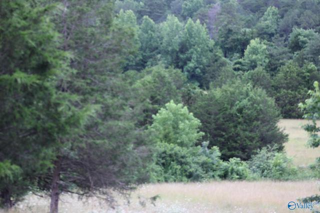 30 Ac Highway 11, Valley Head, AL 35989