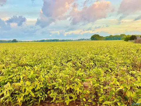 15 Acres Tower St, Trinity, AL 35673 photo 5