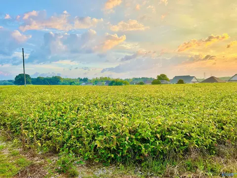 15 Acres Tower St, Trinity, AL 35673 photo 4