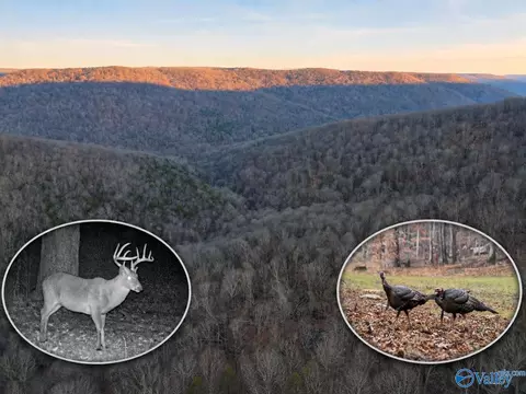 100 Ac Dry Creek Rd, Hollytree, AL 35751