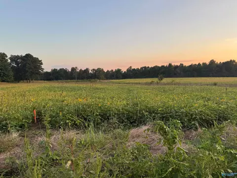 6 Acres County Road 337, Section, AL 35771 photo 6