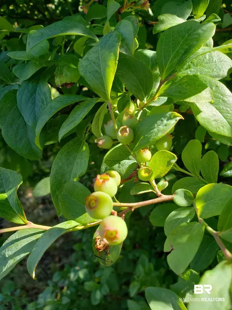 26188 Chatelaine Rd, Elberta, AL 36530 photo 38