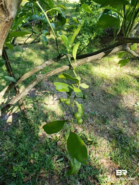 26188 Chatelaine Rd, Elberta, AL 36530 photo 42