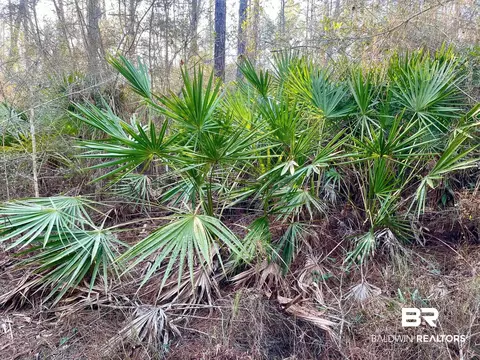 30147 Garoadner Rd, Elberta, AL 36530 photo 18