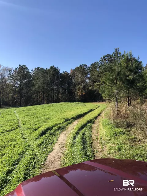 1234 County Road 7, Range, AL 36473 photo 3
