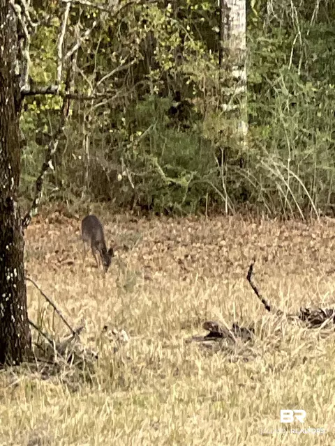 0 Cactus Ct, Elberta, AL 36530 photo 2