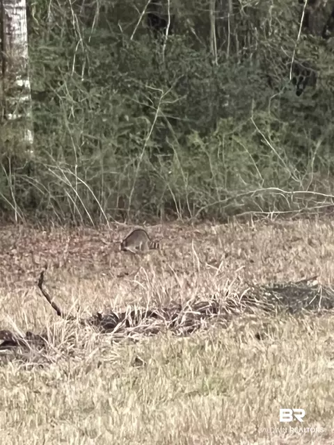 0 Cactus Ct, Elberta, AL 36530 photo 3