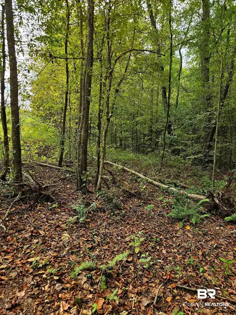 0 County Road 79, Waterloo, AL 36577 photo 37
