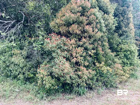 1510 Northview Dr, Mobile, AL 36618 photo 7