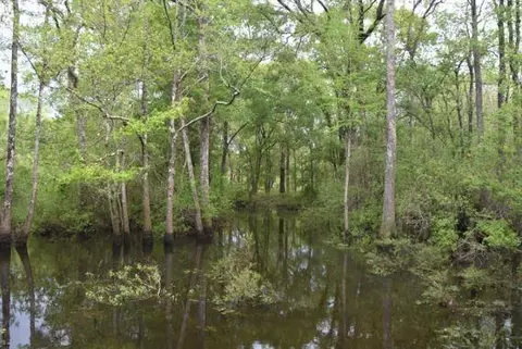 0 Constitution Rd, Moss Point, MS 39562 photo 16