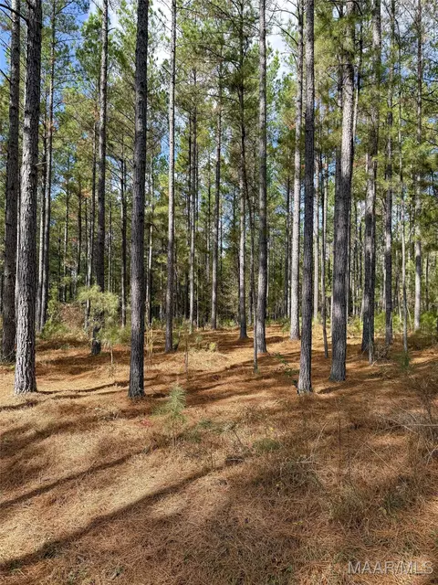 407 County Road 258 Rd, Five Points, AL 36862 photo 25