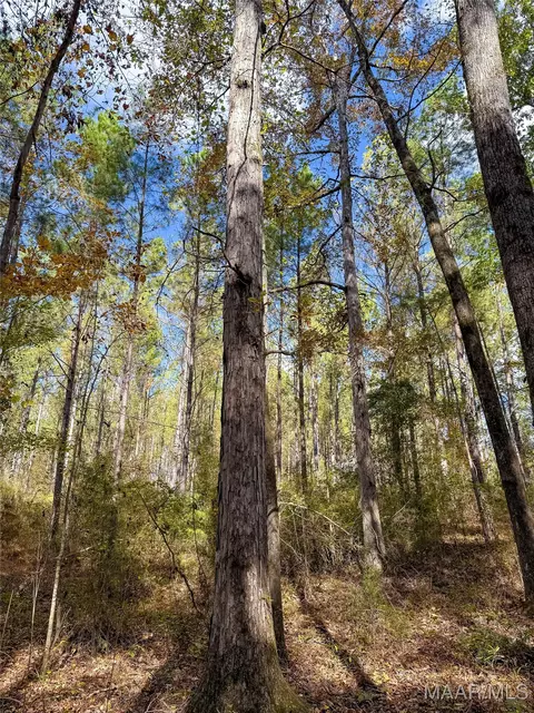 407 County Road 258 Rd, Five Points, AL 36862 photo 29