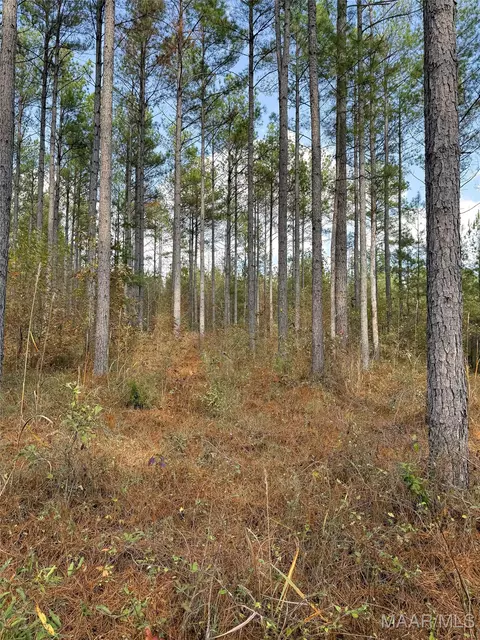 407 County Road 258 Rd, Five Points, AL 36862 photo 46