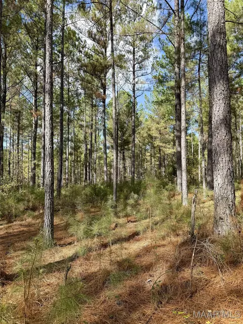 407 County Road 258 Rd, Five Points, AL 36862 photo 21