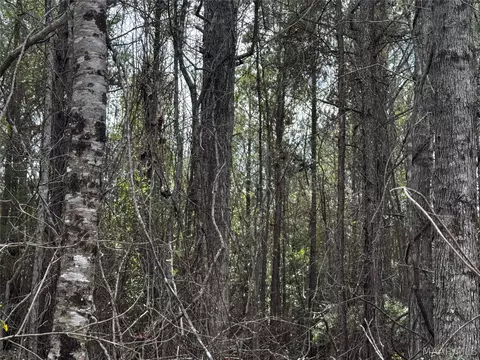 0 County Rd, Monroeville, AL 36460 photo 16
