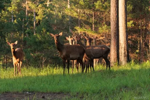 249 Old Sellers Rd, Ramer, AL 36069 photo 18