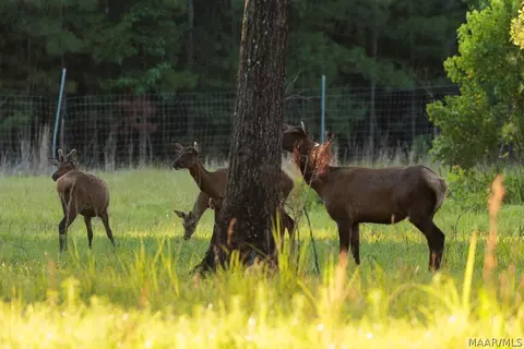 249 Old Sellers Rd, Ramer, AL 36069 photo 16