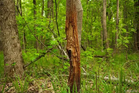 00 Hobbie Rd, Ramer, AL 36106 photo 5