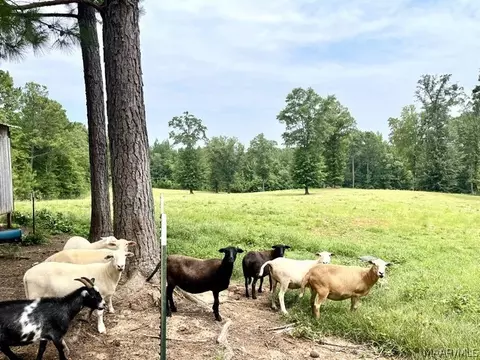 Other - 2019 Highway 231, Equality, AL 36026 photo 11 of 25