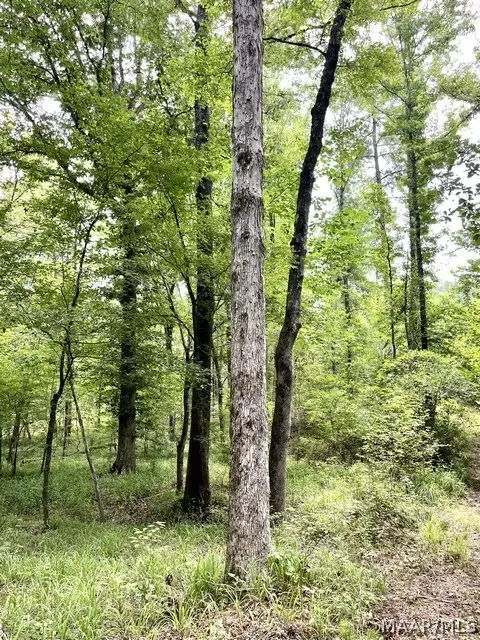 Other - 2019 Highway 231, Equality, AL 36026 photo 22 of 25