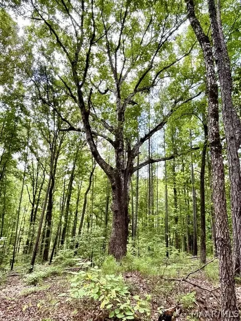 Other - 2019 Highway 231, Equality, AL 36026 photo 24 of 25