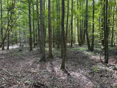 00 County Road 4 Rd, Fitzpatrick, AL 36029 photo 6
